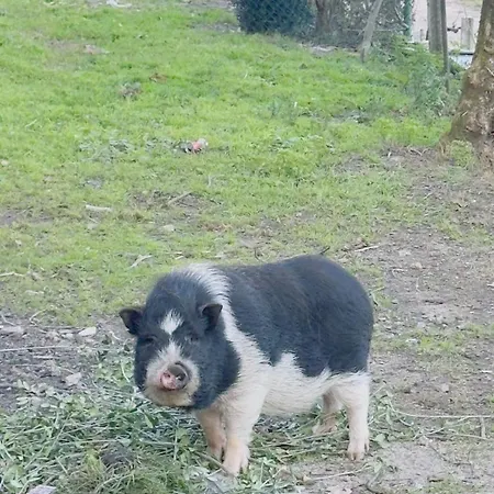Padel Quartos' Casa E Estudio-vitorino De Piaes *