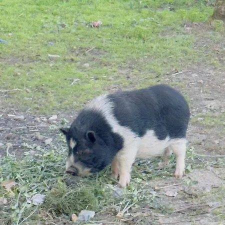 Padel Quartos' Casa E Estudio-vitorino De Piaes Dom wakacyjny *