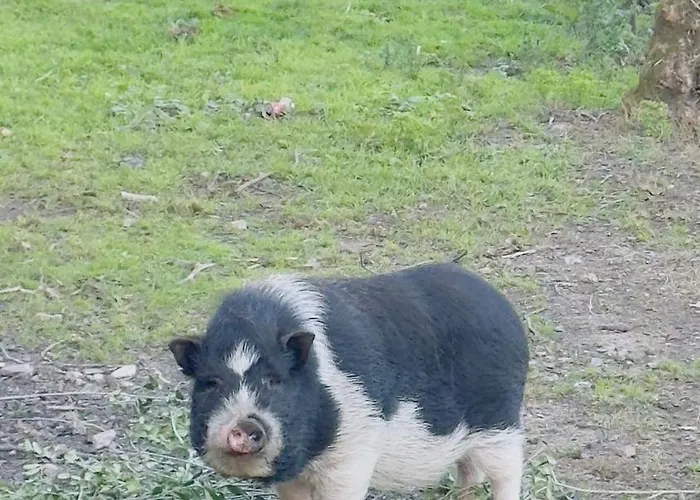 Padel Casa E Estudio-vitorino De Piaes *