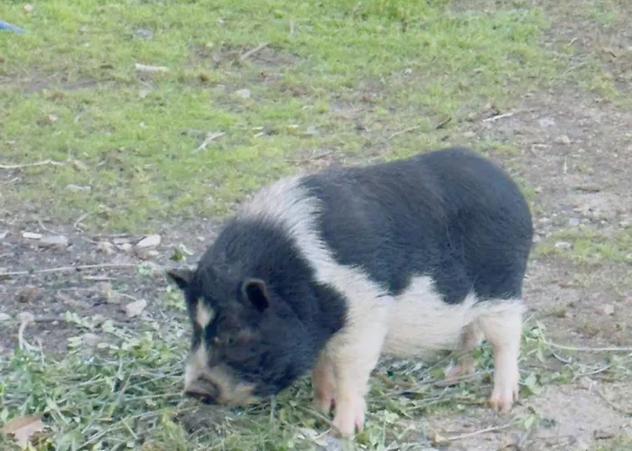 Padel Casa E Estudio-vitorino De Piaes Semesterbostad *